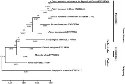 Figure 1. Phylogenetic tree of Passer montanus saturatus in the Republic of Korea (underlined; MW495245) and other related species based on mitochondrial (mt) genome full sequence data. Streptopelia orientalis was used as an outgroup. In the phylogenetic tree, evolutionary distances were expressed as branch length. The evolutionary distances computed using the maximum likelihood method, and were in the units of the number of base substitutions per site. Bootstrap method used 100 replicates to know statistical support. The phylogenetic analysis was performed using MEGA X (Kumar et al. Citation2018).
