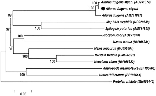 Figure 1. Neighbour-joining (NJ) phylogenetic tree based on the complete mitochondrial genome of the three red panda sequences and other nine Caniformia species sequences. Proteles cristata was served as outgroup. Numbers at the branches indicated the bootstrapping values with 1000 replications. GenBank accession numbers were given in the parentheses. Filled circle represented a sequence from this study.