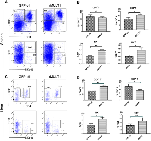 Figure 4 rMULT1 DNA restores lymphocyte percentages in the spleens and livers of S. japonicum-infected mice. (A and C) Representative dot plot graphs and (B and D) data demonstrated a significantly increased portion of NK cells, NKP46+ NKT cells, CD8+ T cells in spleen and of NK cells, CD4+ T cells in liver but not of CD4+ T cells in spleen or NKT cell in liver, as well as a significantly decreased portion of CD8+ T in liver, of mice that received rMULT1 DNA treatment. Data are representative of 4–6 animals per subgroup and 3 independent experiments. Comparisons were between rMULT1 and GFP-ctl, *P<0.05 and **P<0.01.