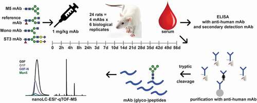 Figure 2. Pharmacokinetic study workflow. Four differentially glycosylated antibodies were injected into six rats each. Serum was taken at the indicated time-points. ELISA analysis yielded the total therapeutic antibody concentration. LC-MS after tryptic cleavage was used to generate glycosylation profiles of the Fc N-glycosylation of the mAbs. By combining both results, PK parameters could be calculated for each glycoform in each experiment