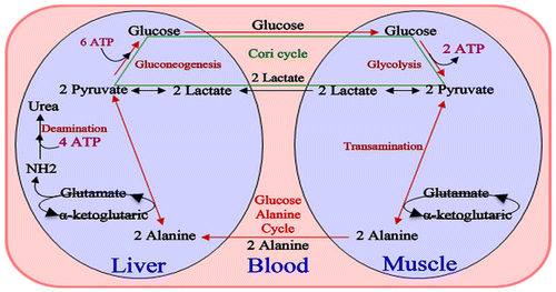 Figure 7. Cori cycle (Dashty, Citation2013).