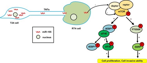 Figure 7 Schematic diagram of miR-155 intercellular transport and activation of mTOR signaling pathway.