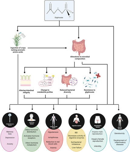 Figure 2. Potential effect of glyphosate exposure on the various bodily systems based on animal studies. Created using Biorender.