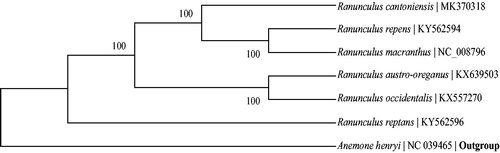 Figure 1. Maximum likelihood (ML) tree based on the complete chloroplast genome sequences of 7 species. The numbers on the branches are bootstrap values.