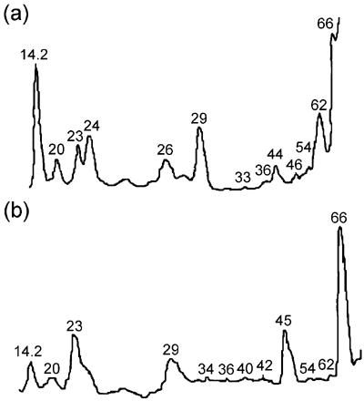 Figure 5. Densitometry of LMW protein gel electrophoresis (a) CaCl2‐treated meat, (b) untreated meat.