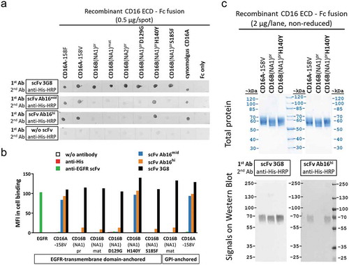 Figure 2. Tyrosine (Y) in position 140 is crucial for formation of a conformational epitope and CD16A-specific reactivity of scFv antibodies. Different recombinant CD16 variants expressed as fusion proteins of ECD sequences with monomeric Fc or membrane-anchor were analyzed. (a) Protein spots containing defined CD16 antigen variants on nitrocellulose membranes were tested for their reactivity with the indicated CD16 binding scFvs. (b) Reactivity of different anti-CD16 scFv, control scFv, or mAbs with CD16 antigen variants or EGFR antigen expressed on CHO cells anchored via fusion to the EGFR transmembrane domain or GPI, was analyzed by antibody staining and flow cytometry. (c) Binding of different anti-CD16 antibodies to CD16 antigen variants after separation by SDS-PAGE and Western blotting.