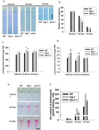 Figure 1. BIG negatively regulates sugar responses.(a) Representative images showing BIG gene mutants are more sensitive to sugar-mediated inhibition of primary root elongation than that wild-type Col-0 (WT). Seedlings of indicated genotypes were grown on half-strength MS medium for 4 days, then transferred to half-strength MS media with 1% sucrose (control) or with 4% sucrose or 4% glucose and grown for another 5 days before measurement. Scale bar, 1 cm. (b) Relative inhibition of primary root length was analyzed from (a). (c) Glucose levels of leaves from four-week-old WT and big mutant plants were measured. (d) Leaf sucrose content was measured in four-week-old WT and big mutants. (e) Representative images showing that big mutants are more sensitive to glucose-induced anthocyanin accumulation than WT. Seedlings were grown on half-strength medium with 1% sucrose (control) or with 4% sucrose or 4% glucose for 11 days. Scale bar, 1 cm. (f) Anthocyanin contents were measured in (e). For (b), (c), (d) and (f), asterisks indicate significant differences detected using Student’s t-test (*P < .05, **P < .01) when compared to WT.