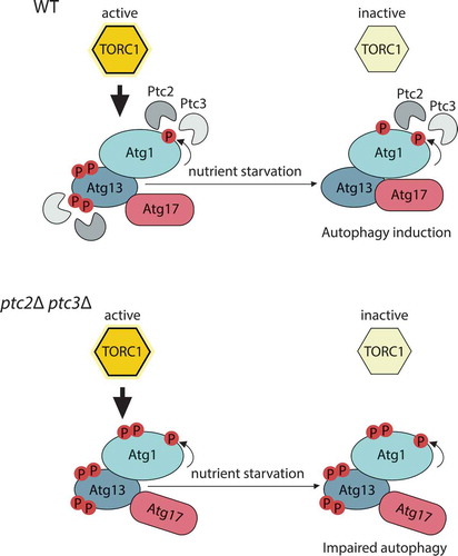 Figure 1. Ptc2 and Ptc3 promote autophagy through dephosphorylation of Atg1 kinase complex.In wild-type (WT) cells, under nutrient-deplete conditions, target of rapamycin complex 1 (TORC1) is active, and Atg13 is kept in a hyperphosphorylated and inhibited state (upper panel). Atg1 kinase activity is stimulated by Atg11-bound cargo interactions, which lead to Atg1 phosphorylation. Ptc2 and Ptc3 counteract these modifications. Upon TORC1 inhibition by nutrient starvation, Ptc2 and Ptc3 contribute to the dephosphorylation of Atg13, and Atg1–Atg13–Atg17 complex formation, to allow proper autophagy induction. The deletion of these phosphatases (lower panel) leads to the accumulation of hyperphosphorylated Atg1 and Atg13 species and impaired Atg13–Atg17 interaction.