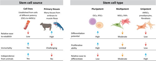 Figure 1. Advantages and disadvantages of different stem cell sources and types used in cultivated meat development. Stem cell sources are evaluated in terms of ease to establish, immortality and independence from animals. Stem cell types are evaluated in terms of differentiation potential (plasticity), proliferative ability and ease to differentiate. Red down arrows indicate a poor evaluation and blue up arrows indicate a comparatively good evaluation. Orange down arrows indicate a moderate or limited evaluation. Adapted from Bomkamp et al. (Citation2023) and Reiss, Robertson, and Suzuki (Citation2021).