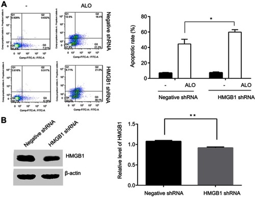 Figure 3 Down-regulation of HMGB1 enhanced ALO-induced HGC-27 cell apoptosis. HGC-27 cells were transfected with negative and HMGB1 shRNA plasmids respectively. After 48 h transfection, the cells were treated with 400 μg/ml of ALO for 24 h, after which the apoptotic rates were detected by flow cytometry (A). After transfection, total proteins were extracted, and HMGB1 interference efficiency was examined by Western blotting (B). The experiment was repeated three times and data are shown in mean ± SD.*p<0.05 and ** p<0.01 vs the negative plasmids transfection group.Abbreviation: ALO, aloin.