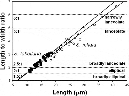 Fig. 60. Plot of length-to-width ratio against valve length for S. inflata and S. tabellaria. Each taxon is represented by linear regression line reflecting aspect ratio variation with length. The morphospace was contoured (dashed horizontal lines) by set of standard shape descriptors based on length-to-width ratios proposed by Cox (Citation1995). The ratios are shown on the left side of the plot; morphological characters (lanceolate, elliptical etc.) corresponding to these ratios are shown on the right side.