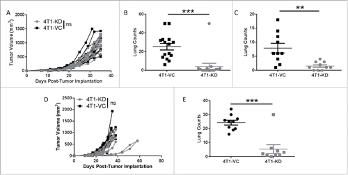 Figure 3. TSLP-mediated effects on metastasis are independent of the adaptive immune system. (A) Primary tumor growth of the indicated cell population in SCID mice, as in Fig. 1 (n = 15 per group). (B) Quantification of spontaneous lung metastasis of the indicated cell population at endpoint tumor volumes in A (n = 15 per group). (C) Experimental lung metastasis in SCID mice, as in Fig. 2 (n = 9-10 per group). (D and E) Similar to A and B, except that tumor growth studies were performed in athymic mice (n = 9-10 per group). Each line or data point represents results from an individual mouse; compilation of 2 independent experiments in all panels. **P < 0.01; ***P < 0.001; ns, P > 0.1.