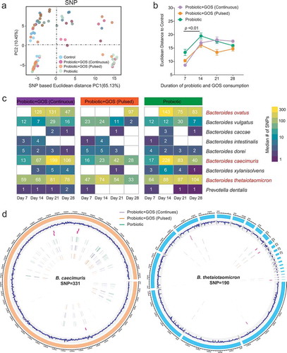 Figure 4. The GOS supplement did not reduce the adaptive mutations within indigenous gut microbiome due to probiotic consumption. (a) The PCoA plot based on the Euclidean distance of SNP profiles in each group. The points are colored by different treatments. (b) The Euclidean distance between the control group and others based on SNP profiles at each time point, error bar: mean±SD. (c) The heat map showing the median number of SNPs identified in each species in the probiotic-treated groups (GPC, GPP, and PRO) at each time point. (d) The distribution of identified SNPs in the genomes of the Bacteroides caecimuris and Bacteroides thetaiotaomicron.