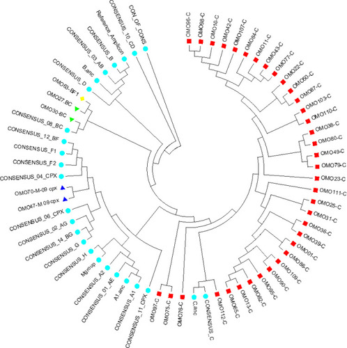 Figure 1 Phylogenetic tree of 41 HIV samples collected from South Omo Zone, Ethiopia. cDNA was prepared from HIV-1 genomic RNA, and a region spanning codons 90–234 of HIV reverse transcriptase was PCR amplified and sequenced on the Illumina MiSeq platform. A neighbor-joining treeCitation30,Citation32 constructed from the consensus sequences is depicted as a circular cladogram. Clinical samples are coded by a prefix OMO, indicating the name of the study site followed by two digit numbers. HIV-1 subtype consensus sequences (n=25) spanning RT codons 90 to 234 were included and represent subtypes A1, A2, B, C, D, F1, F2, G, and H, as well as recombinant viruses AE, AG, AB, BC, CD, BF, BG (retrieved from http://www.hiv.lanl.gov) and reference amplicon. HIV-1 RT sequences were primarily subtypes C. There were a total of 476 positions in the final dataset. Evolutionary analyses were conducted in MEGA6Citation27.