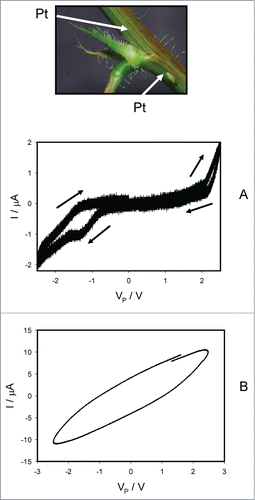 Figure 5. Electrical current I versus voltage VP applied along a stem on different sides from a pulvinus. Frequency of sinusoidal voltage scanning was 0.001 Hz (A) or 10 Hz (B). R = 47 kOhm. Position of Pt electrodes in the stem of Mimosa pudica is shown.