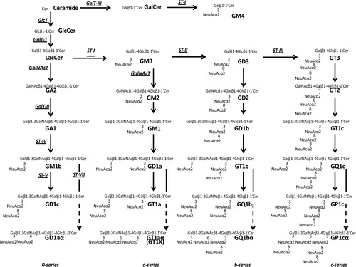 Figure 2 Metabolic pathways and structure of gangliosides.