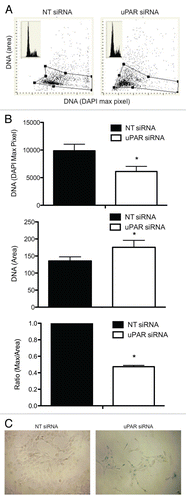 Figure 5 (A) Representative LSC-assisted morphometric analysis of nuclear changes of BCPAP cells transfected with non-targeting siRNA or uPAR siRNA. Intensity of maximal (max) pixel of DNA/DAPI reports degree of chromatin condensation and in untreated cells has the highest value. In the senescing cells, while nuclear area increases, the intensity of maximal pixel decreases, likely due to the “flattening” of the cell. The insets in the top left panels show DNA frequency histograms of cells from the respective cultures. (B) The bar plots show the mean values (±SD) of DNA/DAPI maximal pixel intenxity, nuclear DNA/DAPI area (in pixels), and the ratio of maximal pixel to nuclear area. The ratio of maximal pixel/nuclear area of the uPAR-siRNA cells is expressed as a fraction of the average ratio of the respective controls (which is set at 1.0). *indicates a significant difference (p < 0.05) in DAPI maximal pixel, DAPI area or ratio of DAPI maximal pixel/DAPI area. (C) Senescence-associated β-galactosidase staining (blue-green) in BCPAP cells transfected with non-targeting siRNA (NT-siRNA) or uPAR-siRNA for 96 hours. 67.3% (±4.3%) of BCPAP cells treated with uPAR-siRNA displayed positive staining for senescence-associated β-galactosidase, compared to 3.2% (±1.1%) of the NT-siRNA tranfectants (p < 0.01). Figures are representative of three separate experiments, each with similar results.