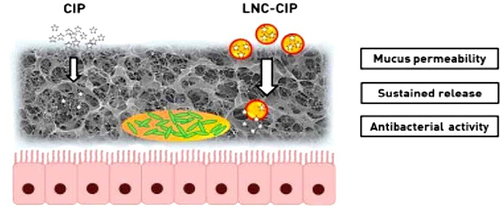 Figure 3 Ciprofloxacin-loaded lipid-core nanocapsules and their effects.Citation31