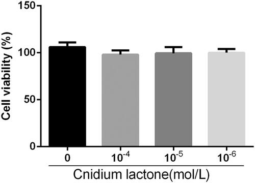 Figure 1. RAW264.7 were cultured with RANKL (100 ng/mL) alone (Con), and cnidium lactone (10−6–10−4 mol/L) for seven days before performing cell viability assay with Cell Counting Kit-8 (CCK8), and the viability was measured with the absorbance (450 nm).