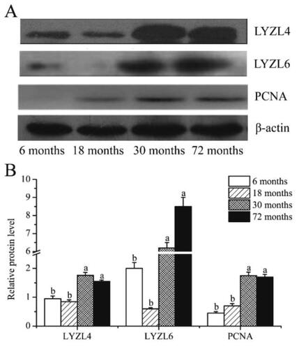 Figure 2. Expression of LYZL4, LYZL6 and PCNA protein in testis of the yak; (A) the LYZL4, LYZL6 and PCNA detected by Western blotting; (B) The protein expression of LYZL4, LYZL6 and PCNA; different letters indicate significant difference (p < 0.05).