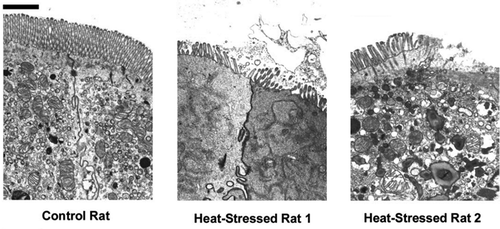 Figure 4. Transmission electron micrographs of small intestinal epithelial cells from one control rat and two rats heated to 42.5°C core temperature. Each image partially depicts two adjacent enterocytes. In heat-stressed rats 1 and 2, there is visible damage to the microvilli compared with the control cells. Bar represents 1 μm. Reprinted with permission from [Citation30], copyright (2002), American Physiological Society