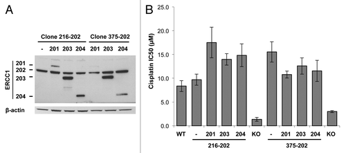 Figure 6. Absence of dominant-negative activity of ERCC1–201, 203 and 204 isoforms toward ERCC1–202. ERCC1-deficient A549 clones were complemented with the ERCC1–202 isoform (clones 216–202 and 375–202) and then transduced with a lentiviral vector driving the expression of each remaining isoforms. (A) Immunoblot analysis of ERCC1 expression. β-actin detection was used as a loading control. (B) Sensitivity of A549 cells expressing ERCC1–202 along with one of the remaining ERCC1 isoform to a 48h cisplatin treatment was determined by WST-1 assay. The average IC50 values from 2 independent experiments were plotted. Error bars indicate SEM.