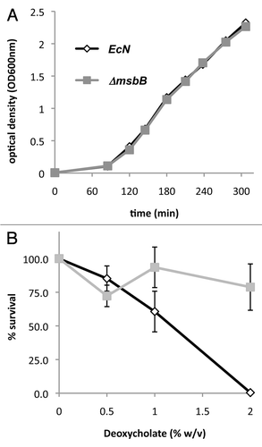 Figure 2 Growth of wild-type and msbB-mutant E. coli Nissle 1917. (A) E. coli Nissle 1917 wild-type (EcN) and msbB-mutant (αmsbB) were grown at 37°C in LB broth and no differences between the two strains were observed. (B) In contrast, growth of the wild-type bacteria on MSB-agar was inhibited by deoxycholate and only 0.5% of the plated cfu could be recovered while about 80% of the msbB-mutant bacteria formed colonies.