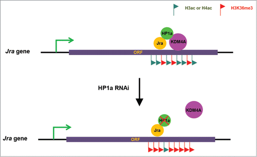 Figure 4. Working model. Jra recruits the HP1a/KDM4A complex to its gene body region upon osmotic stress to reduce H3K36 methylation levels and disrupt H3K36 methylation-dependent histone deacetylation, resulting in high levels of histone acetylation in the Jra gene body region, and thus promotes gene transcription. Upon HP1a depletion, Jra fails to recruit KDM4A to its gene body region, resulting in high levels of H3K36me3 and low levels of histone acetylation.