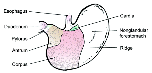 Figure 4. Illustration depicting anatomy of the mouse stomach. The anatomy of the gerbil stomach is similar. The nonglandular forestomach is the site of dense colonization by lactobacilli, which substantially contribute to the differences in the gastric microbiota of humans and rodents.