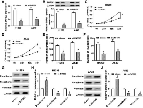 Figure 3 Silencing of ZNF503 hindered proliferation, migration, invasion, and EMT of NSCLC cells. (A–J) H1299 and A549 cells were transfected with si-con or si-ZNF503. (A and B) ZNF503 expression was measured by qRT-PCR or Western blot assay. (C and D) MTT assay was used to evaluate cell viability. (E and F) Transwell assay was performed to examine cell migration and invasion. (G–J) The protein levels of E-cadherin, N-cadherin and Vimentin were measured using Western blot assay. Data were presented as mean ± standard deviation at least three independent experiments. *P < 0.05.