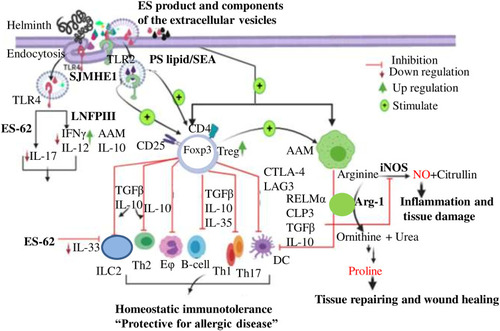 Figure 3 Summarizes the main roles proposed for Treg as well as AAM. Helminthic modulation of allergy or inflammation. Helminth can modulate APC, type 2 immunity system, B-cell, eosinophil and induce Treg. The other regulatory cell is AAMs. The immunosuppressive role of Treg controlled by IL-10, TGF-β and CTLA-4. The differentiation of AAM, can inactivate the production of Th1, Th2, or Th17 cells, and in some cases, induce fibrosis in tissues mediated by regulatory cytokines mainly RELMα and arg-1. On the other hand, IL-10 controls untoward immune responses to minimize overall harm secondary to the parasite and then it acts as mediator of immune tolerance.