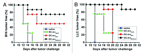 Figure 1. Efficacy of DC-mv for tumor rejection in vivo. Mice were vaccinated twice a week intervals with either saline (control), DC-mv from immature DCs (DC-mvblank), DC-mv carrying antigens from B16 cells (DC-mvB16) or DC-mv carrying antigens from B16 and LLC cells (DC-mvB16/LLC). Mice were then injected with B16 (A) or LLC (B) tumor cells 7 d after the last vaccination. DC-mvB16/LLC vaccine showed highly inhibition effect on tumor growth for both B16 and LLC cell-challenged mice. Adapted from Tian et al.Citation15