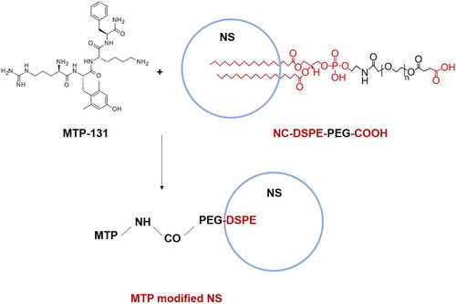 Figure 2. A scheme of the preparation of MTP-131 modified nano-system.