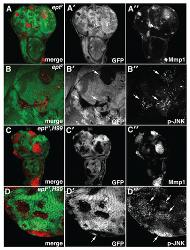 Figure 4 Loss of ept elevates JNK activity. Confocal images of (A–B) eptCitation2 and (C–D) eptx1,H99 clones marked by the absence of GFP stained for (A and C) MMP1 and (B and D) phosphorylated-JNK (p-JNK). Arrows denote p-JNK in mutant clones.