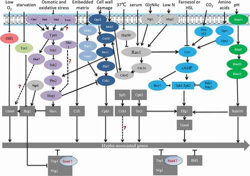 Figure 9. The pathway of hyphal formation. Different colored circles indicate different signaling pathways. The gray rectangles represent transcription factors. “?” represents that the mechanism is still uncleared here