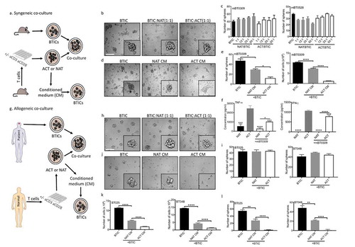 Figure 1. Live T cells are inefficient at reducing sphere forming capacity of BTICs in contrast to their conditioned media. (a) T cells were purified from mouse spleen and activated (ACT) with anti-CD3 and anti-CD28 antibodies, or were left non-activated (NAT) for 2 days. The conditioned medium (CM) and live cells were collected and exposed to syngeneic mouse BTICs. The resultant number of spheres above the 60 µm diameter cutoff was monitored after 3 days by photographing multiple fields per well with subsequent analyses. (b) Outcome images of spheres from mBT0309 co-cultured with T cells at ratio 1:1. (c) Increasing numbers of T cells in co-culture with two mouse BTIC lines were unable to reduce the sphere forming capacity of BTICs. (d) In contrast to live T cells, their CM reduced the sphere forming capacity of mBT0309. (e) T cell CM reduced the number of spheres and the total number of cells. (f) CM were taken after 48 h from ACT and NAT in the presence or absence of mouse BT0309 at ratio 10:1 (T cell:BTIC) to determine the concentration of TNF-α and IFN-γ. (g) T cells were isolated from normal individuals and activated (ACT) with anti-CD3 and anti-CD28 antibodies or were left non-activated (NAT) for 2 days. Cells and CM were collected and co-incubated with human BTIC lines for 3 days. (h) Images of 72h outcomes of spheres from BT025 co-cultured with T cells at ratio 1:1. (i) Activated T cells were inefficient to reduce sphere forming capacity of BTICs. (j) Images of spheres from BT025 co-incubated with T cell CM. (k, l) Conditioned medium from activated T cells significantly reduced the number of spheres and the total number of cells compared to non-activated T cell CM. All bars are mean ± SEM of triplicate cultures. Data in all panels are analyzed by 1-way ANOVA with Tukey’s multiple comparisons post-hoc test. *P < 0.05, **P < 10–2, ****P < 10–4 compared to ACT group unless otherwise displayed. BTIC, Brain tumor initiating cell; ACT, activated T cell; NAT, non-activated T cell; CM, Conditioned medium. Scale bar, 60 μm.