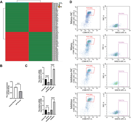 Figure 5 miR-142-5p in AR mouse-derived exosomes regulated DC maturation. (A) Heat map of differentially expressed miRNAs. The heat map was divided into two columns (left: AR; right: Control). Up- or down-regulation of the miRNAs was represented with red or green color, respectively. A specific miRNA, miR-142b, was down-regulated in AR, as indicated with a yellow arrow. (B) The expression level of miR-142-5p in exosomes of Tfhs from AR vs control mice. (C) Detection of the expression level of CD80 and CD86 in different groups with overexpression or inhibition of miR-142-5p. *** P < 0.001; **** P < 0.0001. (D) Flow cytometry analysis of co-stimulatory molecules CD80, CD86 and MHCII on surface of DCs transfected with miR-142-5p mimics or inhibitors. Dot plots with the label for the proportion of CD80+ CD86+ or MHCII+ cells are representative of at least three independent experiments.