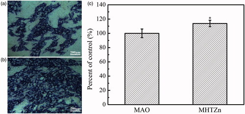 Figure 7. ALP activity of SaOS-2 cells cultured in MAO and MHTZn conditioned media for 7 days. MAO group used as the control (a), MHTZn group (b) and OD values (c). Values are mean ± SD (n=3);   depicts statistical differences; * p < .05 vs. MAO.