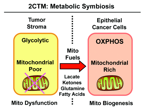 Figure 9. Two-compartment tumor metabolism (2CTM) reflects metabolic symbiosis. We suggest that aggressive breast cancers consist of two distinct metabolic compartments. In the tumor microenvironment, stromal fibroblasts (and other cell types) show signs of mitochondrial dysfunction, are mitochondrial-deficient, and metabolically shift toward aerobic glycolysis (the “reverse Warburg effect”). This results in the stromal production of high-energy mitochondrial fuels, such as L-lactate, ketone bodies, glutamine and free fatty acids. These recycled nutrients are then available to “feed” neighboring cancer cells. In response to this energy-rich microenvironment, epithelial cancer cells undergo mitochondrial biogenesis, amplifying their capacity for oxidative mitochondrial metabolism (OXPHOS). Thus, the tumor stroma and epithelial breast cancer cells are metabolically linked in a “symbiotic/parasitic” relationship, related to energy transfer or an energy imbalance.