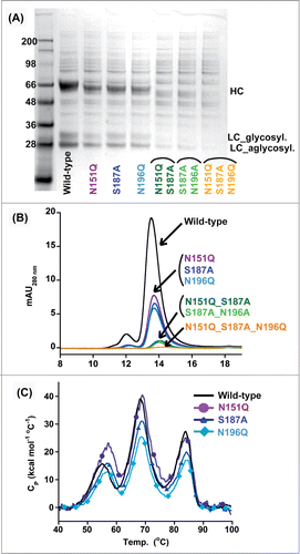 Figure 3. Effect of deleting N-linked glycosylation on HEK293 expression of IgG_TCR proteins. Reduced SDS-PAGE analysis (A) and analytical SEC (B) of fully glycosylated (WT) IgG_TCR, single N-linked glycosylation deletion mutants, double mutants, and a triple mutant after protein G pull-down from 2 mL HEK293 expression supernatants. (C) DSC analysis of fully glycosylated (WT) and single N-linked glycosylation deletion mutants of IgG_TCR proteins after 100 mL HEK293 scale-up and protein A purification.
