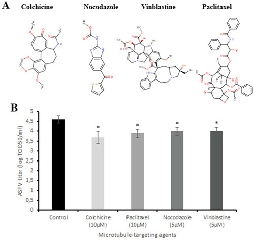 Figure 1. Antiviral effect of microtubule-targeting agents on ASFV infection in vitro. (A) The chemical structures of colchicine, nocodazole, vinblastine and paclitaxel. (B) ASFV titre in Vero cells upon treatment with microtubule-targeting agents at indicated concentrations. This data represents the mean (±SD) of three independent experiments (n = 3). Significant differences compared to control are denoted by *(P < 0.05).