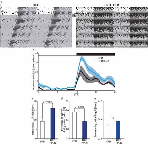 Figure 2. The effects of FCR on the locomotor activity levels and the free-running period length of the locomotor activity rhythm. (A) Representative double-plotted actograms for mice fed with HFD (the HFD group) or with HFD supplemented with 0.257% FCR (the HFD+FCR group). The horizontal lines indicate the local time and the vertical lines indicate the passing day. The gray shadow on the actograms indicates the dark period. (B) The locomotor activity rhythm under LD condition. We averaged the locomotor activity rhythm for 7 days. Open and closed bars indicate light and dark periods, respectively. (C) The average of total locomotor activity levels for 7 days in both groups under LD condition. (D) The average percentage of activity levels during the active period under LD condition. (E) The free-running period of locomotor activity rhythm was analyzed for all days during DD condition. Data are presented as means ± SEM (n = 5). * p < 0.05 vs the HFD group (t-test with FDR multiple testing correction). $ p < 0.05 (Mann Whitney test).