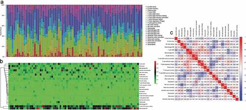 Figure 1. CIBERSRT algorithm was used to evaluate the microenvironment of 79 ACC in TCGA cohort. (a-b) The abundance of TIICs in each sample is different and it can also be found that most of the TIICs in ACC are T cells, natural killer cells, macrophages, etc. (c) Different kinds of TIICs in ACC can interact with each other. For example, T cells CD8 is positively correlated with macrophages M1 (Correlation coefficient = 0.48) and T cells CD4 memory activated is positively correlated with B cells memory (Correlation coefficient = 0.48).