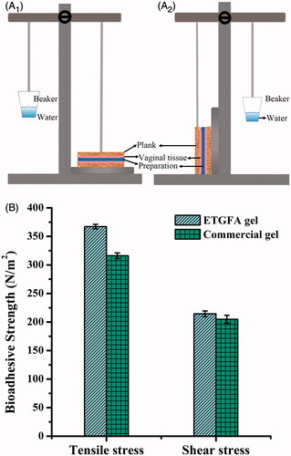 Figure 1. Schematic illustration of the devices and the results of adhesive strength evaluation (n = 3). (A) the schematic illustration of the devices used for evaluation of adhesive strength, A1 for tensile stress and A2 shear stress; (B) adhesive strength results of the ETGFA gel and the commercial vaginal gel Asimi®.