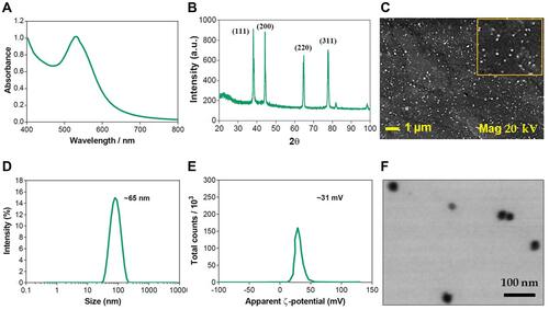 Figure 2 Characterization of PE-CS-Au NPs: (A) UV spectrum, (B) XRD, (C) DLS hydrodynamic diameter, (D) ζ-potential, (E) SEM image and (F) STEM image.