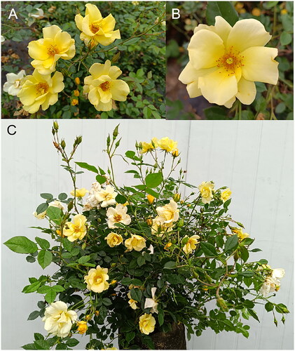 Figure 1. Morphology of Rosa ‘Limoncello’. (A) Flowering branch; (B) flower; (C) individual of R. ‘Limoncello’. The photos were taken by Qu Du at the Garden practice base of Zhanjiang University of Science and Technology, Zhanjiang, Guangdong, China (21°17′N, 110°25′E), in April 2023, without any copyright issues.