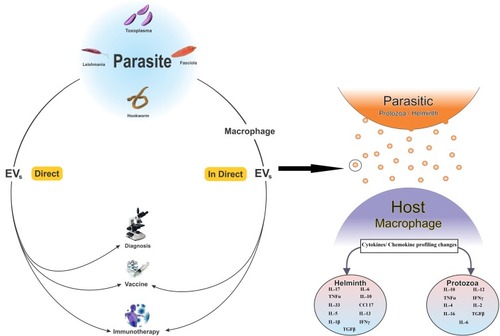 Figure 1 Extracellular vesicles (EVs) extracted directly from parasites or indirectly from host cells sensed by parasites. Indirectly released EVs from host cells sensed by parasites are mostly used for vaccination and immunotherapy while for diagnosis, EVs originated from parasites are a regular target. EVs can also change the cytokine/chemokine pattern in recipient cells. Protozoan parasites mostly increase the level of cytokine/chemokine pattern involved in polarization of cellular immunity while EVs from helminths usually increase the level of immunomodulatory cytokines such as IL-4 and TGFβ. However, there are studies showing elevated levels of immunomodulatory cytokines in host cells affected by EVs from parasite protozoa or vice versa.Abbreviations: IL, interleukin; TNF, tumor necrosis factor; IFN- γ, interferon-gamma; TGF-β, tumor growth factor-beta; CCL, chemokine (C-C motif) ligand.