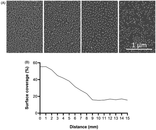 Figure 3. SEM images of nanoparticle gradient (A). Graph presenting surface coverage of nanoparticles (%) as a function of distance along the gradient (B).