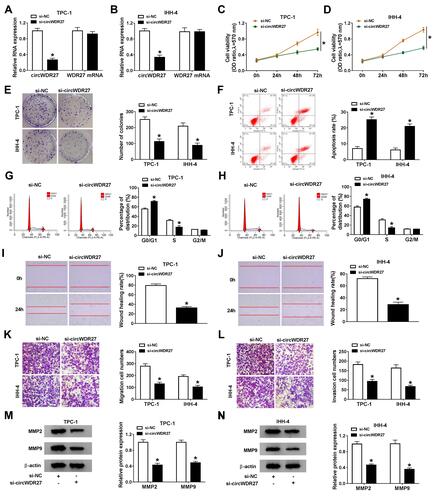 Figure 2 CircWDR27 silence inhibits cell proliferation and metastasis and promoted apoptosis and cell cycle arrest in PTC cells. TPC-1 and IHH-4 cells were transfected with si-NC or si-circWDR27. (A and B) The abundance of circWDR27 was measured by qRT-PCR. (C and D) MTT assay was performed to assess cell viability. (E) The number of colonies was calculated by clone formation assay. (F–H) Flow cytometry analysis was used to determine cell apoptosis and cell cycle distribution. (I and J) Wound healing assay was employed to assess cell migration ability (×40). (K and L) Transwell assay was utilized to evaluate cell migration and invasion capacities (×100). (M and N) Western blot assay was conducted to analyze the protein levels of MMP2 and MMP9. *P<0.05.