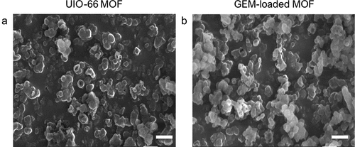 Figure 2. Morphological investigation of MOFs. SEM images of UiO-66 MOFs (a) and GEM-loaded UiO-66 (b) Scale bar 100 nm.
